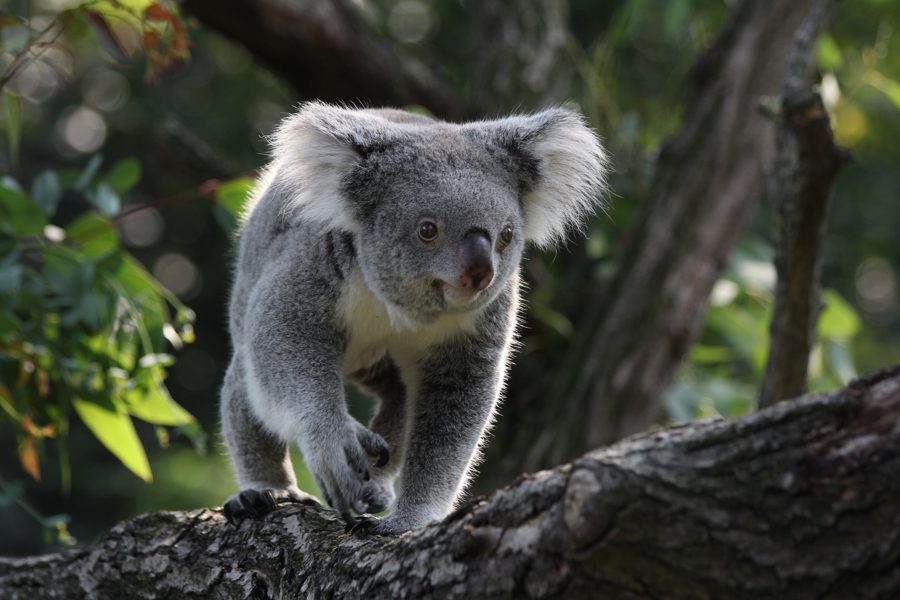 Koala im Zoo Duisburg ohne sichtbare Gitter